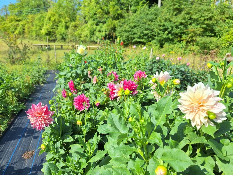 Chalk Farm Flowers